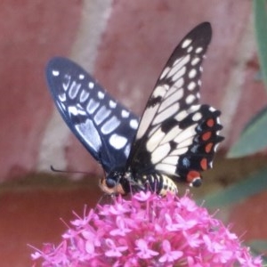 Papilio anactus at Narrabundah, ACT - 1 Dec 2020 01:59 PM