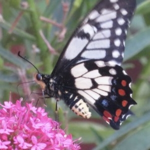 Papilio anactus at Narrabundah, ACT - 1 Dec 2020