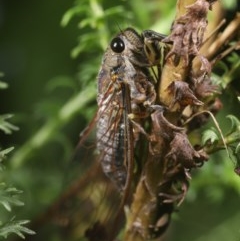 Galanga labeculata (Double-spotted cicada) at Scullin, ACT - 1 Dec 2020 by melanoxylon