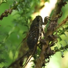 Galanga labeculata at Scullin, ACT - 1 Dec 2020