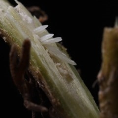 Galanga labeculata at Scullin, ACT - suppressed