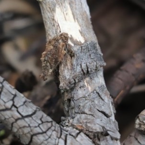 Cebysa leucotelus at Cook, ACT - 28 Nov 2020