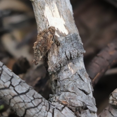 Cebysa leucotelus (Australian Bagmoth) at Cook, ACT - 28 Nov 2020 by Tammy