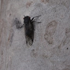 Psaltoda moerens (Redeye cicada) at Flynn, ACT - 29 Nov 2020 by Tammy