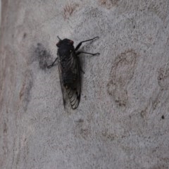 Psaltoda moerens (Redeye cicada) at Flynn, ACT - 28 Nov 2020 by Tammy