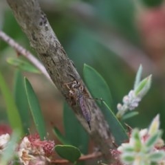 Cerdistus sp. (genus) (Slender Robber Fly) at Cook, ACT - 30 Nov 2020 by Tammy