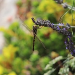 Adversaeschna brevistyla (Blue-spotted Hawker) at Cook, ACT - 30 Nov 2020 by Tammy