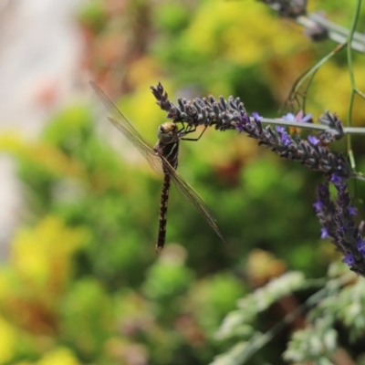 Adversaeschna brevistyla (Blue-spotted Hawker) at Cook, ACT - 30 Nov 2020 by Tammy