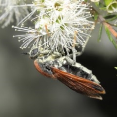 Pelecorhynchus fulvus (Orange cap-nosed fly) at ANBG - 29 Nov 2020 by TimL