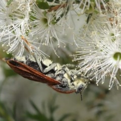 Pelecorhynchus fulvus at Acton, ACT - 29 Nov 2020