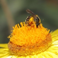 Unverified Bee (Hymenoptera, Apiformes) at ANBG - 1 Dec 2020 by TimL