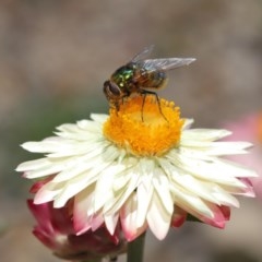 Rutilia (Chrysorutilia) sp. (genus & subgenus) at Acton, ACT - 1 Dec 2020