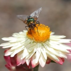 Rutilia (Chrysorutilia) sp. (genus & subgenus) at Acton, ACT - 1 Dec 2020