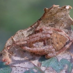 Hortophora sp. (genus) (Garden orb weaver) at Dryandra St Woodland - 30 Nov 2020 by ConBoekel