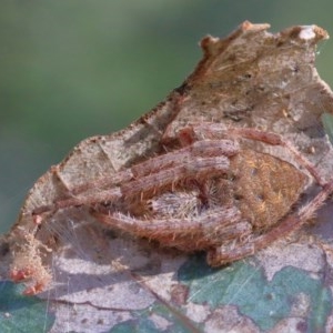 Hortophora sp. (genus) at O'Connor, ACT - 1 Dec 2020