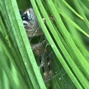 Neosparassus diana at Cook, ACT - suppressed