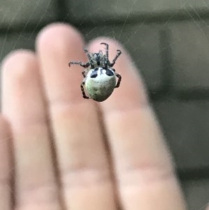 Araneus dimidiatus at Cook, ACT - suppressed