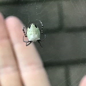 Araneus dimidiatus at Cook, ACT - suppressed