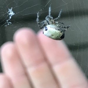 Araneus dimidiatus at Cook, ACT - suppressed