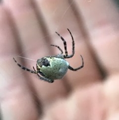 Araneus dimidiatus at Cook, ACT - 1 Dec 2020