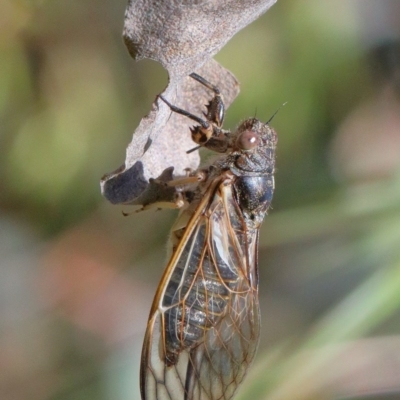 Myopsalta waterhousei (Smoky Buzzer) at O'Connor, ACT - 1 Dec 2020 by ConBoekel