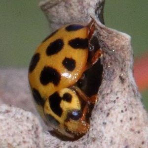 Harmonia conformis at O'Connor, ACT - 1 Dec 2020