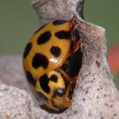 Harmonia conformis (Common Spotted Ladybird) at Dryandra St Woodland - 30 Nov 2020 by ConBoekel