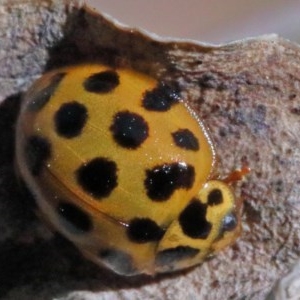 Harmonia conformis at O'Connor, ACT - 1 Dec 2020