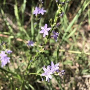 Caesia calliantha at Aranda, ACT - 1 Dec 2020