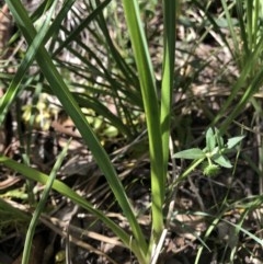 Caesia calliantha at Aranda, ACT - 1 Dec 2020