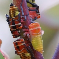 Eurymeloides pulchra (Gumtree hopper) at O'Connor, ACT - 1 Dec 2020 by ConBoekel