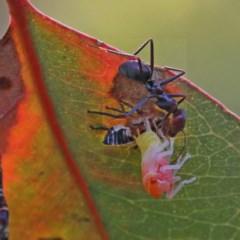 Eurymeloides pulchra at O'Connor, ACT - 1 Dec 2020