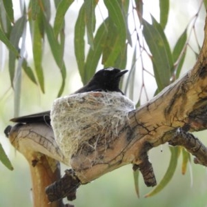 Rhipidura leucophrys at Kambah, ACT - 1 Dec 2020