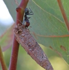 Lepidoscia (genus) IMMATURE (Unidentified Cone Case Moth larva, pupa, or case) at O'Connor, ACT - 30 Nov 2020 by ConBoekel