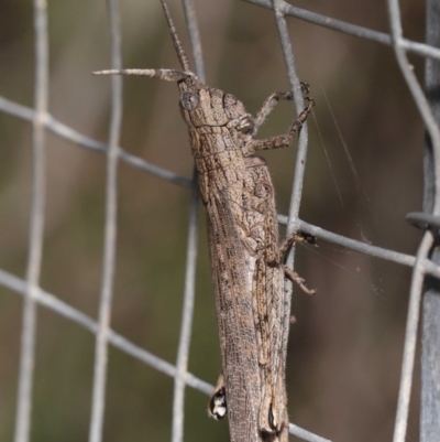 Coryphistes ruricola (Bark-mimicking Grasshopper) at Acton, ACT - 1 Dec 2020 by TimL