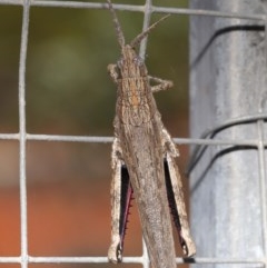 Coryphistes ruricola at Acton, ACT - 1 Dec 2020