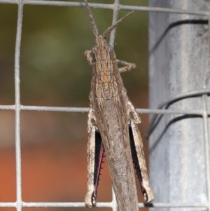 Coryphistes ruricola at Acton, ACT - 1 Dec 2020