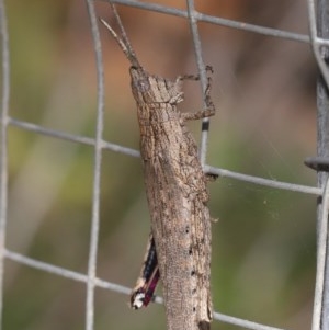 Coryphistes ruricola at Acton, ACT - 1 Dec 2020