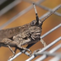 Coryphistes ruricola at Acton, ACT - 1 Dec 2020