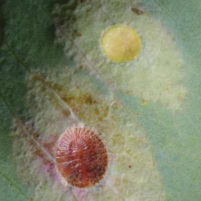 Coccoidea (superfamily) (Mealy bug or scale insect) at O'Connor, ACT - 30 Nov 2020 by ConBoekel