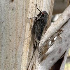 Psaltoda moerens (Redeye cicada) at Belconnen, ACT - 2 Dec 2020 by WarrenRowland