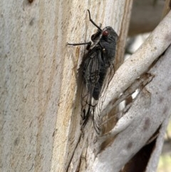 Psaltoda moerens (Redeye cicada) at Belconnen, ACT - 1 Dec 2020 by WarrenRowland