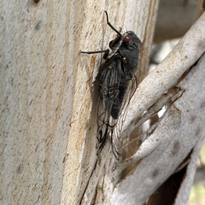 Psaltoda moerens (Redeye cicada) at Belconnen, ACT - 1 Dec 2020 by WarrenRowland