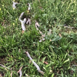 Eucalyptus melliodora at Hughes, ACT - 2 Dec 2020