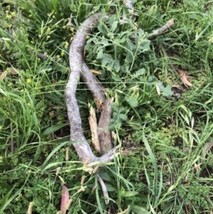 Eucalyptus melliodora at Hughes, ACT - 2 Dec 2020