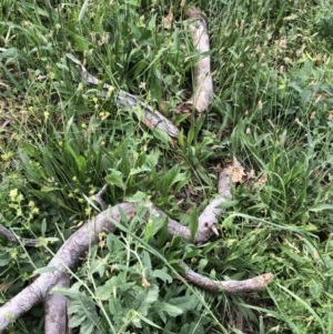 Eucalyptus melliodora at Hughes, ACT - 2 Dec 2020