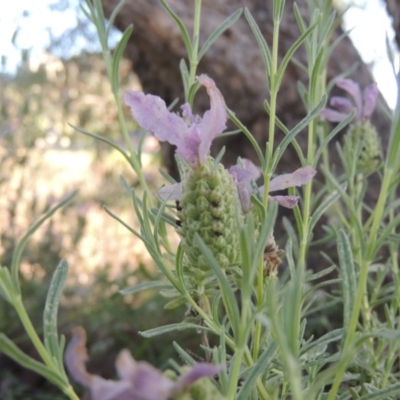 Lavandula stoechas (Spanish Lavender or Topped Lavender) at Tuggeranong Hill - 30 Nov 2020 by michaelb