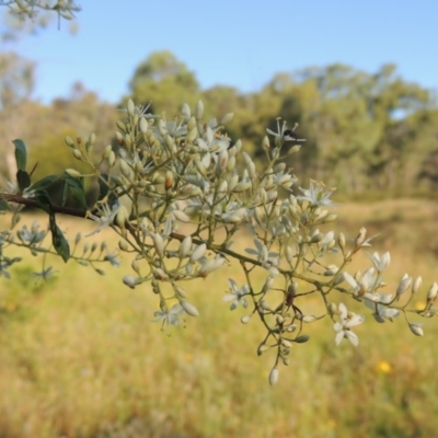 Bursaria spinosa (Native Blackthorn, Sweet Bursaria) at Tuggeranong Hill - 30 Nov 2020 by michaelb