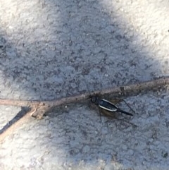 Trigonidium sp. (genus) (A Sword-tail Cricket) at Cook, ACT - 29 Nov 2020 by MattFox