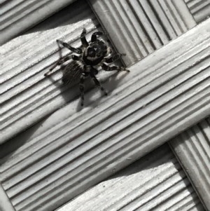 Maratus griseus at Cook, ACT - 29 Nov 2020